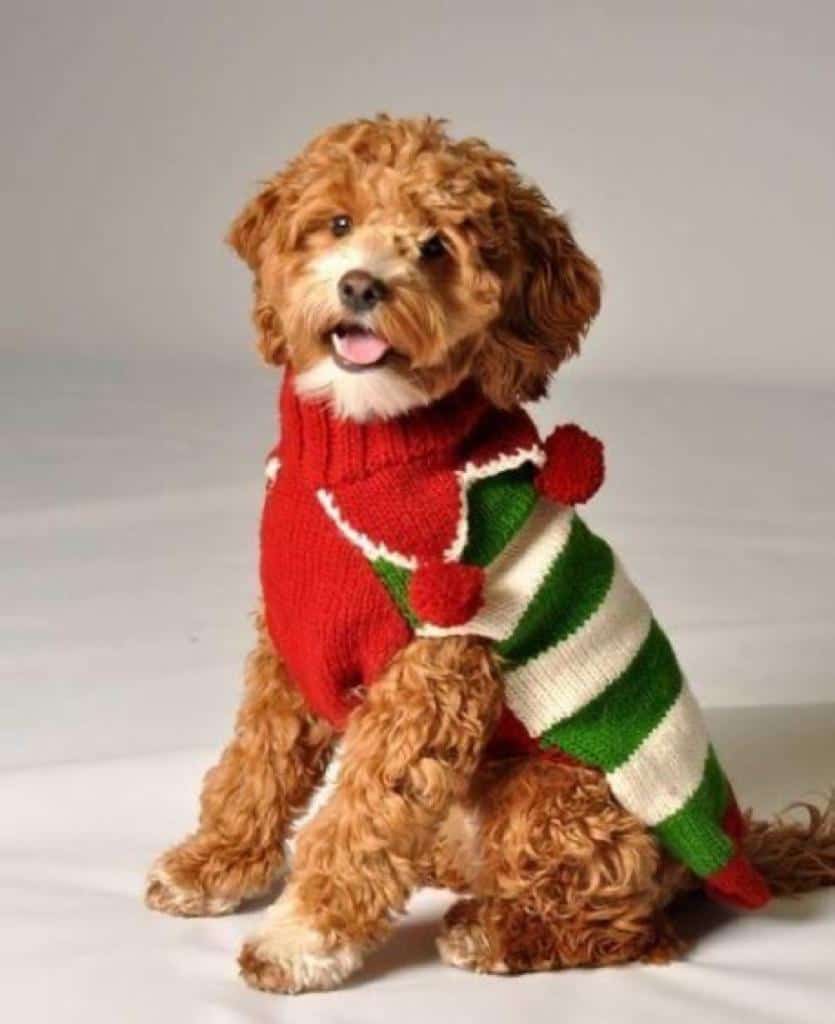 Regalos de Navidad para mi perro - Suéter