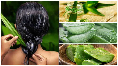 Remedios caseros para evitar la caída del cabello - Aloe vera