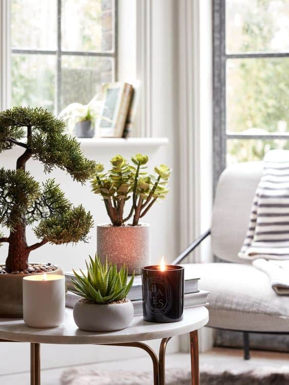 Tips para decorar tu depa con plantas - Terrarios y bonsái